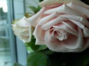 White Rose