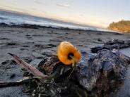 Still Life with Woodpepper