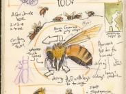 bee illustration