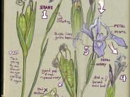 iris illustration