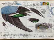 wing illustration