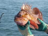 Rockfish