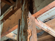 Rotten Wood