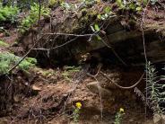 Original wood piping is still visible along the route to the Big Quilcene River