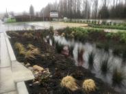 Rain Garden