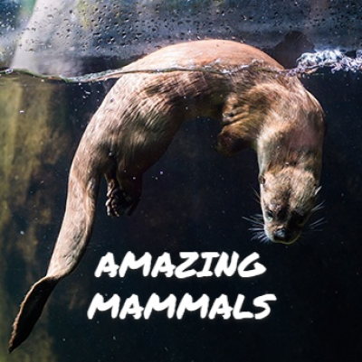 Amazing Mammals