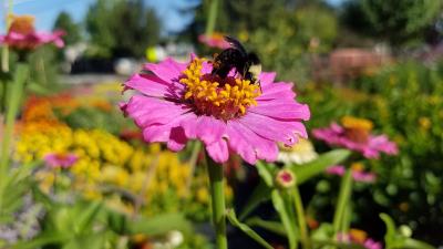 Pollinators 