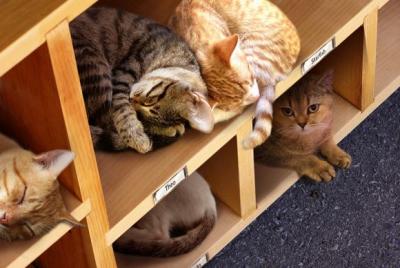 Cats sleeping in cubbies