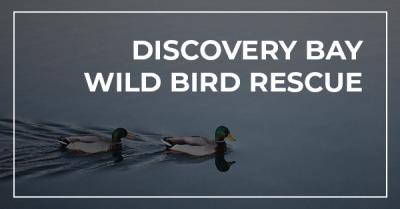 Discovery Bay Bird Rescue logo