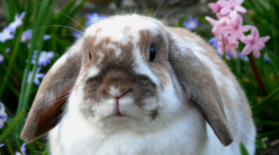 rabbit