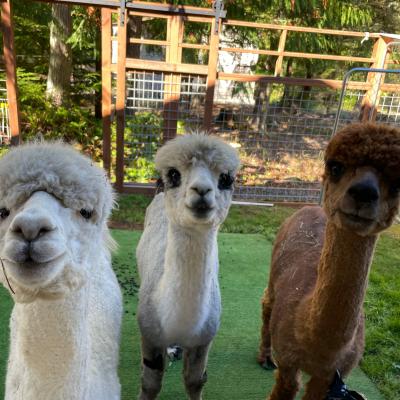 alpacas