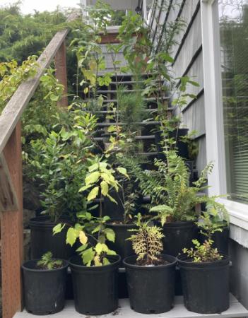 Native Plants
