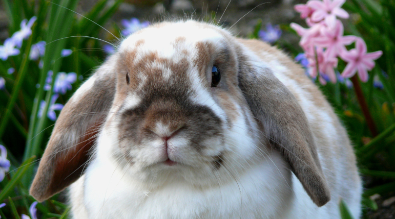 Meet the Pet: Rabbits | City of Port Townsend Washington